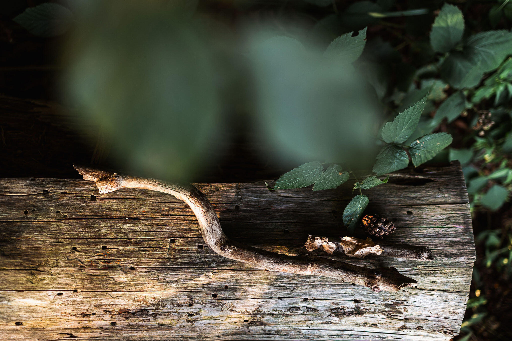 Frauenportait-Conny-BernaditaFotografie-Juli2025-029
